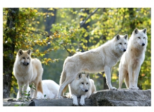 57_Rhodes_Parc_animalier_de_Sainte_Croix_Loups_blancs_J_Lavergne