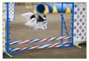 Agility_canine