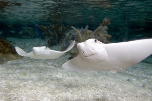 Cow_Nose_ray