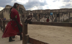 Spectacle-des-Aigles-Provins_1