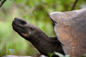 Tortue_des_Galpagos