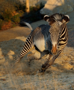 Zebre_de_Grevy_F-G_Grandin_MNHN_2