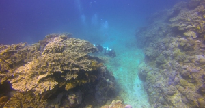 rodrigues_cotton_dive_center_vlcsnap-00044