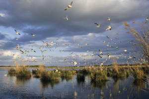 BRENNE_Mouette_rieuse_81_GMartin_CRTCentreValdeLoire