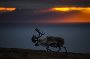 Svalbard_Reindeer