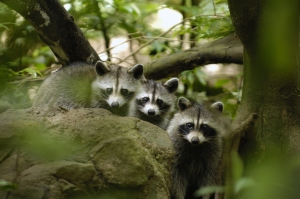 famille_de_ratons-laveurs_dans_le_parc_des_mamelles