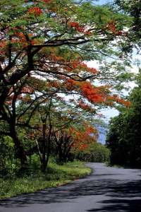 flamboyant_en_fleur_en_basse-terre_guadeloupe1