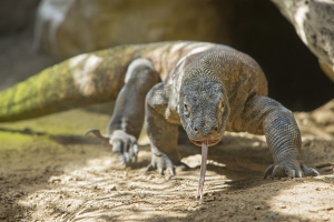 varan_komodo_0201