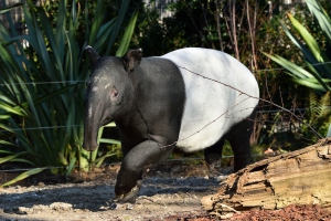 PHOTO_Tapir_malais_2_F-G_Grandin_MNHN