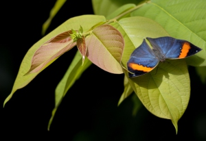 TerraBotanica_credit_photo_Thierry_Huguenin_2