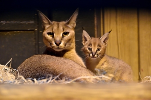 PHOTO_Caracal__F-G_Grandin_MNHN