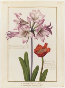 Amaryllis_belladona_-_Hemanthus_coccineus_Nicolas_Robert__MNHN_Dist_RMN-Tony_Querrec