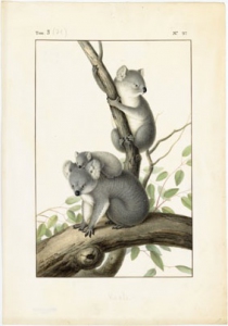 Koalas_Phascolarctos_cineres_Nicolas_Huet__MNHN_Dist_RMN-Tony_Querrec