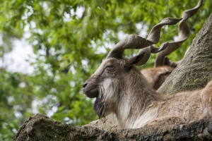 Bioparc_Markhor_Stefanoventuri-Fotolia