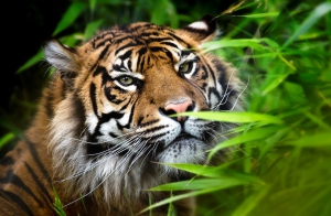 Chester_Zoo_001