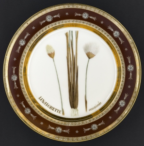 11._Assiette_de_la__Flore_parisienne__Linaigrette_encainCe-Rueil_Malmaison-ChEteaux_de_Malmaison_et2