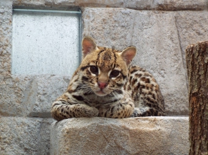 ocelot