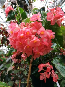 begonia