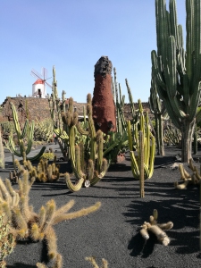 jardin_cactus