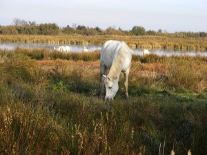 cheval_camargue