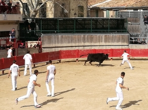 course_camarguaise