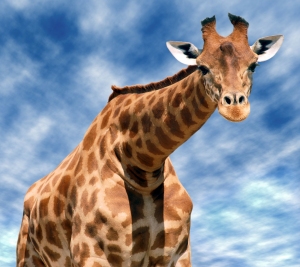 Girafe_2