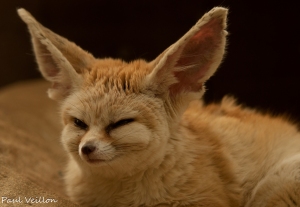 Fennec