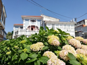 hortensias