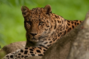 leopard