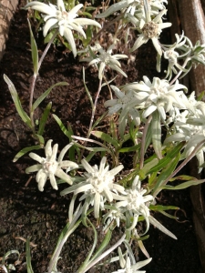 edelweiss