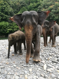 elephants