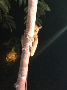 tarsius