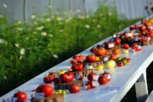 Festival_tomates