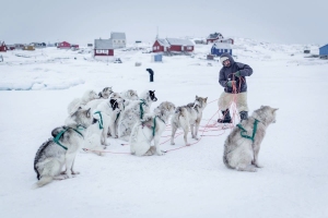 The-fine-choreography-between-dogs-and-musher-when-dogsledding-in-Greenland-1-min