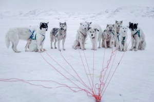 Well-trained-sled-dogs-waiting-for-the-command-to-go-in-the-DIsko-Bay-in-Greenland-min