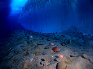 Paysage_sous-marin_antarctique_credit-NSF_USAP_Steve-Clabuesch