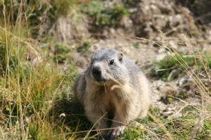 MarmotteUrope