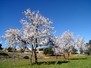 NATURE_Almendros_en_flor_-_XP