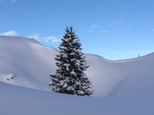 sapin_la_plagne