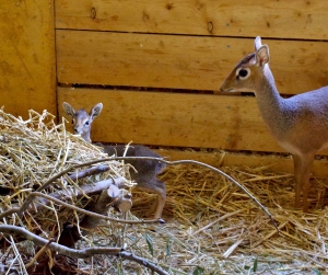 Dikdik