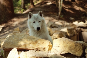 PAD---loup-arctique---Yeti-dans-bassin--Sophie-BETTIG_bdef