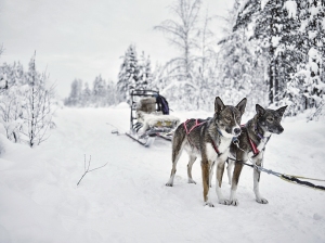 LittleGuest_TreeHotel_ChiensTraineau