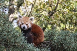 Panda_roux-Pierrick_Boyer_Parc_Animalier_Auvergne