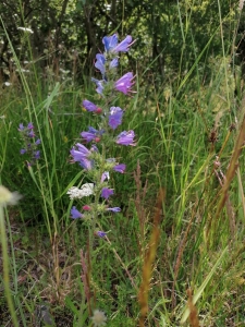 FLEURS_COMBRAILLES