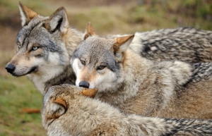 loups_europeens_chabrieres_