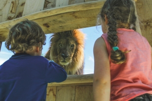 parc_animalier_d_auvergne_lion_enfants