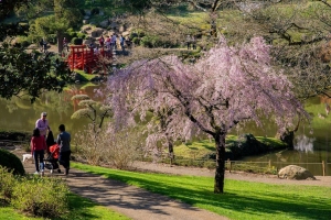 fete_des_cerisiers_Hanami_-_Parc_Oriental_de_Maulevrier_en_Anjou_-_1