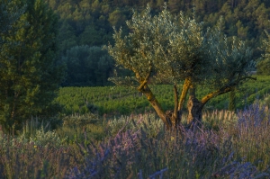 BERNE_PHOTO_VINEYARD_LAVENDER_OLIVE_TREE_2