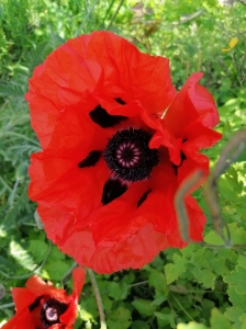 COQUELICOT