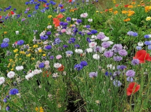 FLEURS_LOIRE_